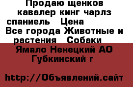 Продаю щенков кавалер кинг чарлз спаниель › Цена ­ 40 000 - Все города Животные и растения » Собаки   . Ямало-Ненецкий АО,Губкинский г.